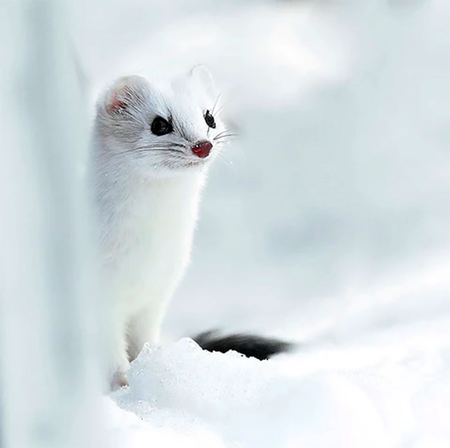 Short-tailed weasel - cunning and intelligent